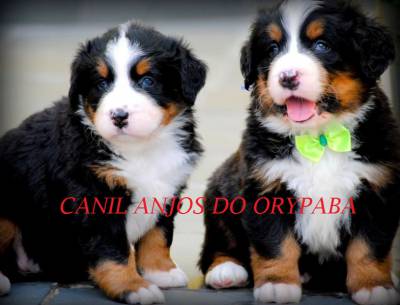 CANIL ANJOS DO ORYPABA - BERNESE MOUNTAIN DOG