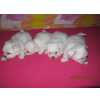 BICHON MALTS