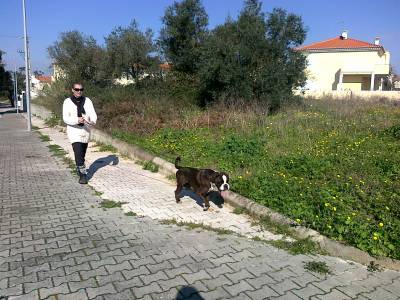 Petsitting de ces gatos aves rpteis e peixes