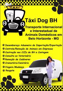 TÁXI DOG BH  TRANSPORTE DE ANIMAIS EM BH  MG