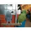 Papagaios africanos e amazonas