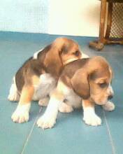 APROVEITE - Lindos Filhotes de Beagle em PROMOÇÂO