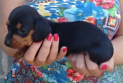 Lindos filhotes de Dachshunds  teckel  Cofap