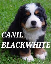 Canil Black White Filhotes Bernese Mountain Dog