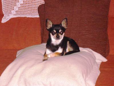 Chihuahua tricolor