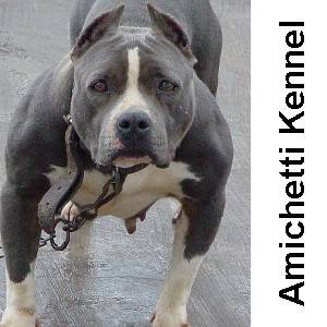 AMERICAN BULLY STAFFORDSHIRE BLUE NOSE