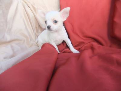 Chihuahua de pêlo curto 