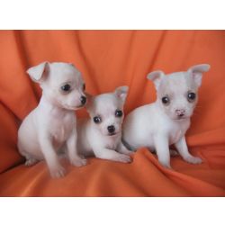 Chihuahua de plo curto 