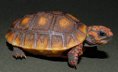 tartaruga de terra