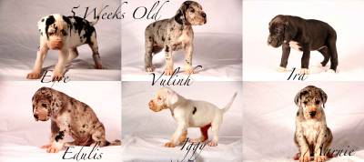Ninhada Dogue Alemao