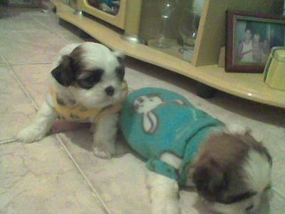 SHIH TZU FILHOTES MICRO COM PEDIGREE