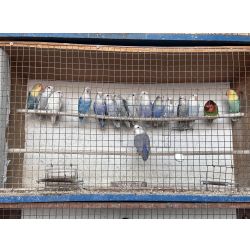 Agapornis Roseicollis Personatas e Fichers Varias Mutaoes