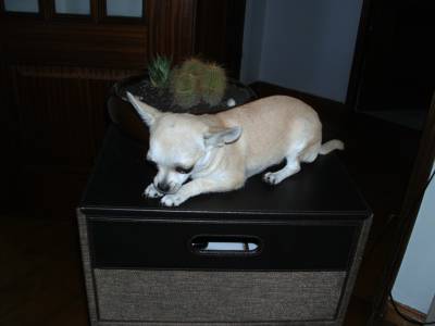 Chihuahua procura namorado