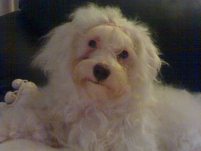 Bichon Mats procura Namorado