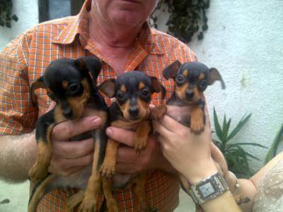 Cachorros Pinscher miniatura para venda