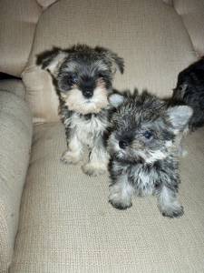 SCHNAUZER MINI - em CANOAS