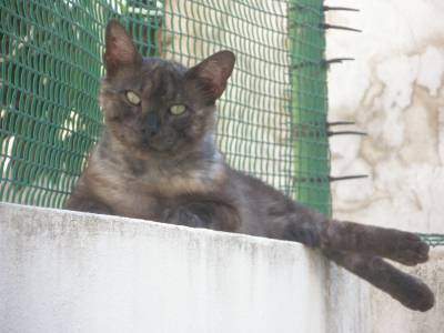 Perdeu-se gato cinzento escuro em Faro