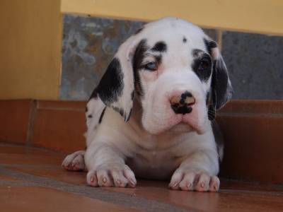 Canil Gigantes da Pedreira - Dogue Alemo