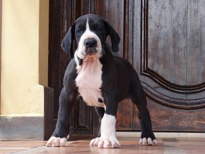 Canil Gigantes da Pedreira - Dogue Alemo