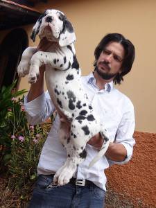 Canil Gigantes da Pedreira - Dogue Alemo