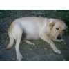 cadela adulta raa labrador
