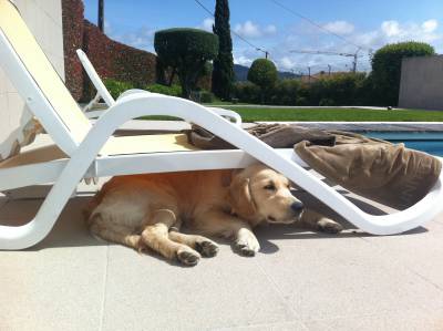 procuro cadela golden retriever