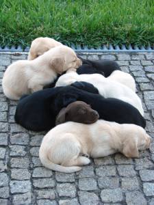 Cachorros Labrador cLOP Excelente ninhada