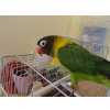 Perdeu-se Agaporni - papagaiozinho verde - Faro