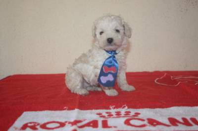 POODLE MICRO TOY