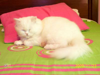 gato persa branco procura namorada