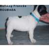 Bulldog franc�s ROUBADA