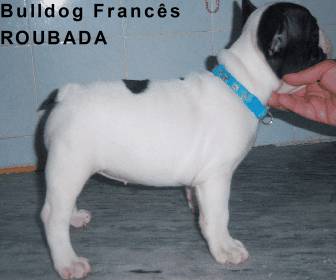 Bulldog francs ROUBADA