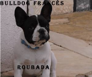 Bulldog Francs ROUBADA