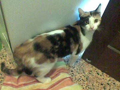 GATINHA TRICOLOR