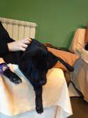 Cão Preto Labrador de cinco meses perdido