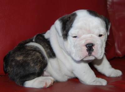 Filhotes de Bulldog Ingls com excelente pedigree