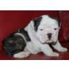 Filhotes de Bulldog Ingls com excelente pedigree