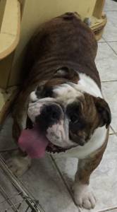 Filhotes de Bulldog Ingls com excelente pedigree