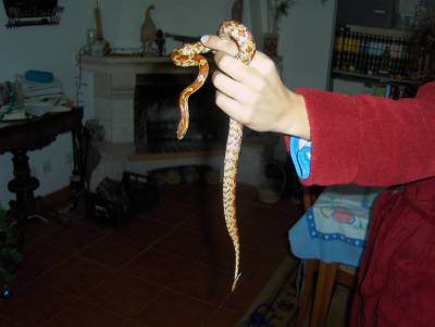 Cobra do Milho com Terrrio