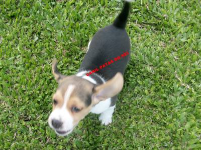 FILHOTES DE BEAGLE MINI EM CURITIBA