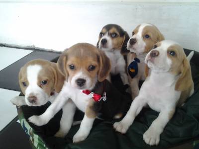 FILHOTES DE BEAGLE MINI EM CURITIBA