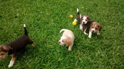 FILHOTES DE BEAGLE MINI EM CURITIBA