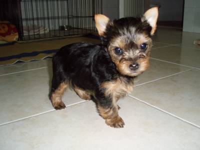 Lindos Machos yorkshire terrier mini puros