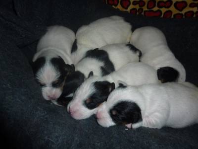 Cachorros Jack Russel Terrier para venda