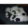 Cachorros Jack Russel Terrier para venda