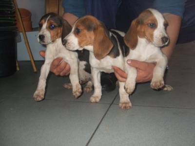 Beagles lindissimos