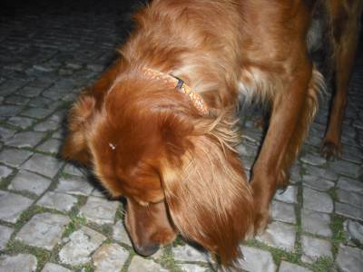 Cão de Porte Médio perdido em Almada - Laranjeiro