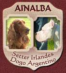 Ainalba Dogos Argentinos y Setter Irlands