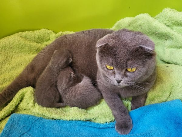 Scottish fold 