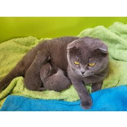 Scottish fold 